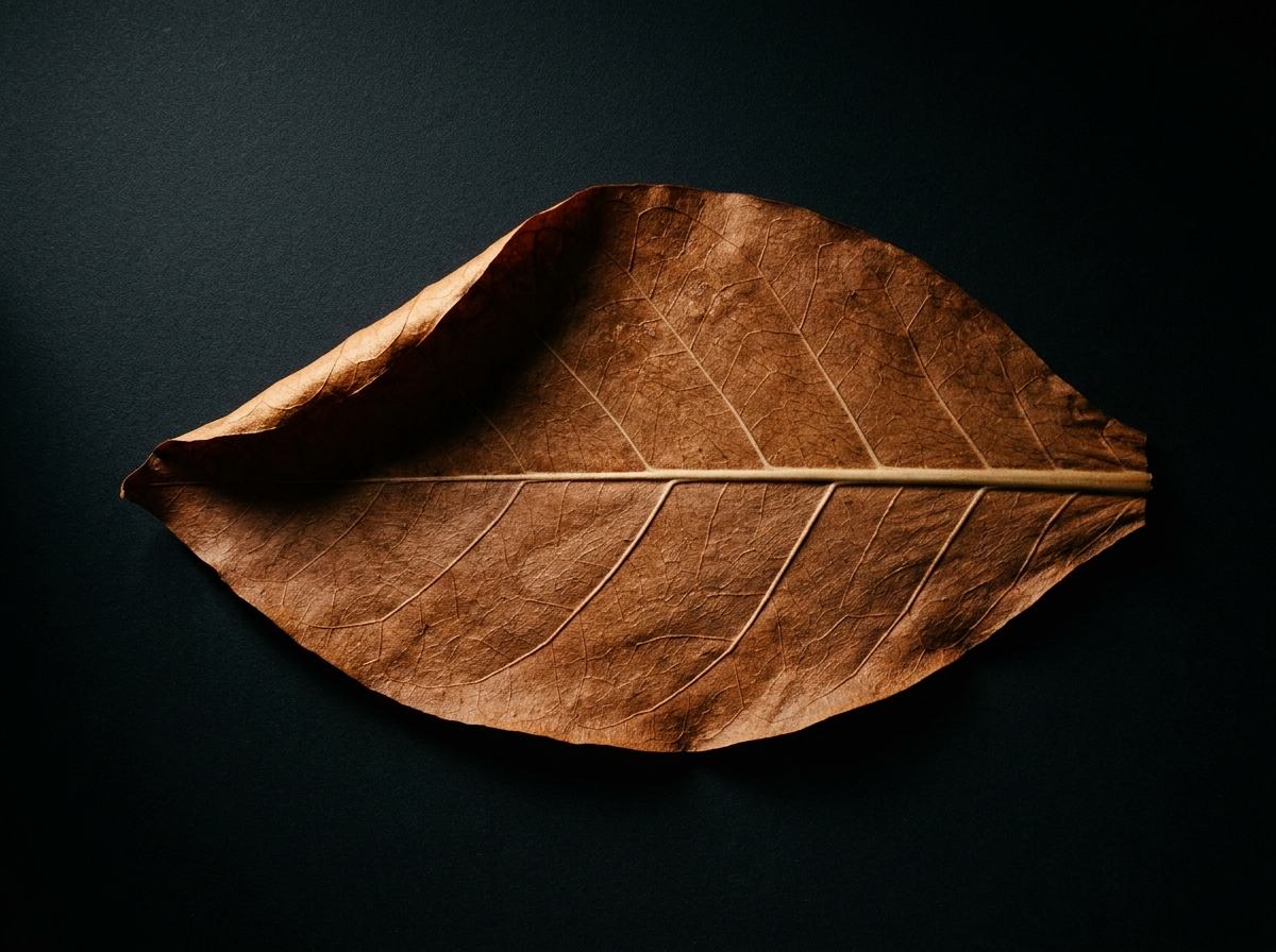 Hoja de capa de la Edición 01